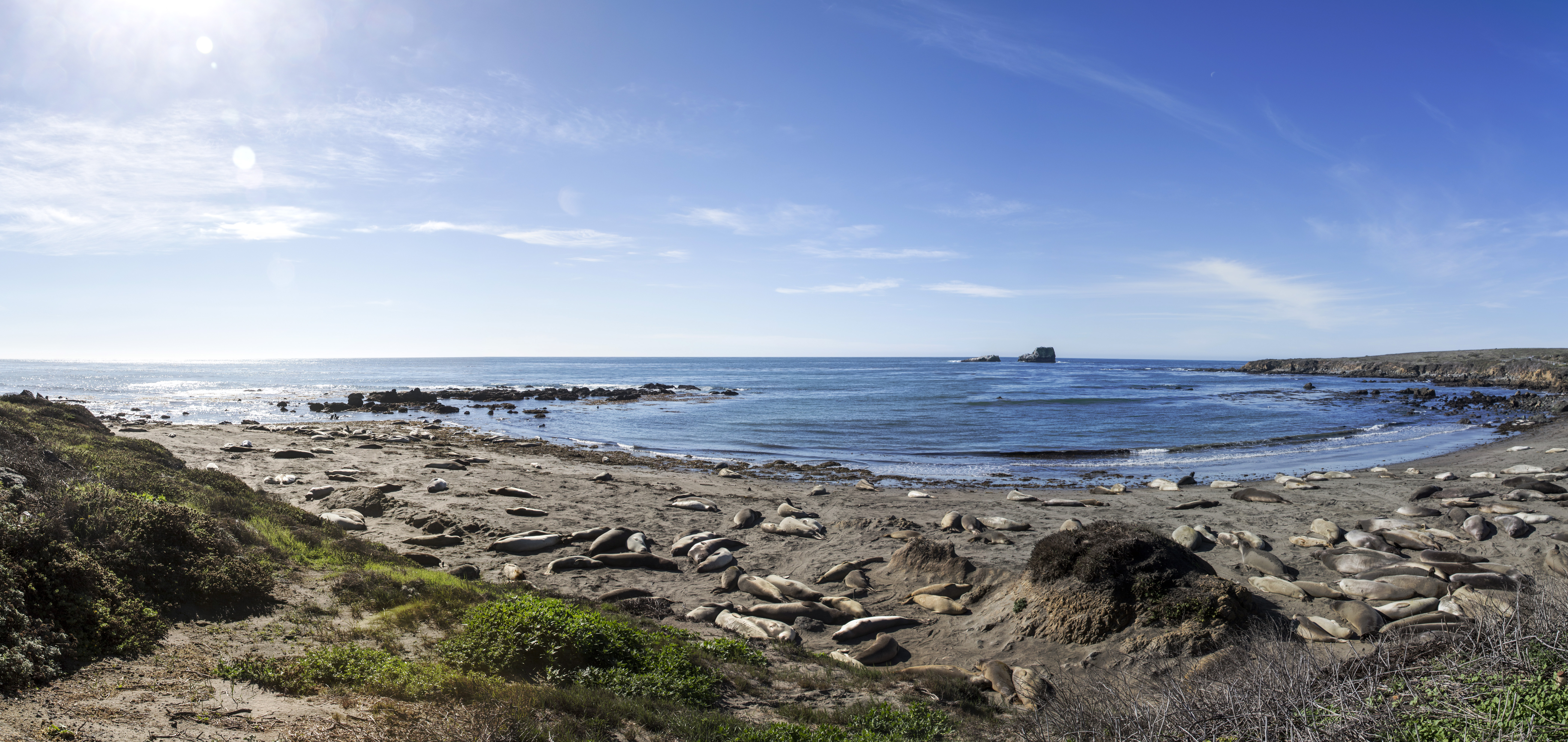 elephantseal-pano